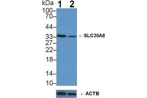Western blot analysis of (1) Wild-type K562 cell lysate, and (2) SLC30A8 knockout K562 cell lysate, using Rabbit Anti-Human SLC30A8 Antibody (3 µg/ml) and HRP-conjugated Goat Anti-Mouse antibody (