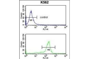 WDSUB1 Antibody (Center) (ABIN652763 and ABIN2842501) flow cytometry analysis of K562 cells (bottom histogram) compared to a negative control cell (top histogram). (WDSUB1 anticorps  (AA 303-331))