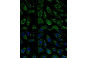 Immunofluorescence analysis of L929 cells using NDUFB1 antibody (ABIN7268808) at dilution of 1:100.
