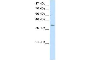 ERAL1 antibody used at 0. (ERAL1 anticorps)