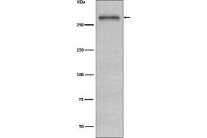 Western blot analysis of Fibronectin expression in HepG2 cell lysate.