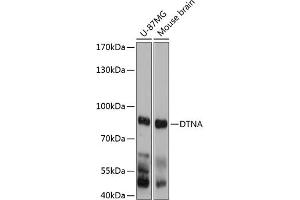 Western blot analysis of extracts of various cell lines, using DTNA antibody (ABIN6130949, ABIN6139849, ABIN6139850 and ABIN6215637) at 1:3000 dilution. (DTNA anticorps  (AA 240-480))