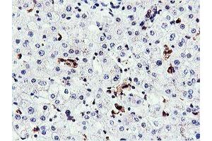 Image no. 6 for anti-Arginyl Aminopeptidase (Aminopeptidase B) (RNPEP) antibody (ABIN1500729) (RNPEP anticorps)