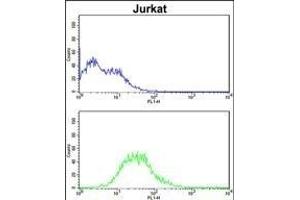 ATG14 Antibody (N-term) (ABIN388584 and ABIN2849826) flow cytometric analysis of Jurkat cells (bottom histogram) compared to a negative control cell (top histogram). (ATG14 anticorps  (N-Term))