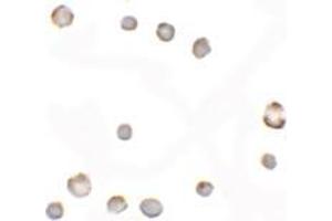 Immunocytochemistry of EIG121 in MCF7 cells with EIG121 antibody at 5 ug/mL.