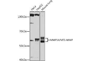 Western blot analysis of extracts of various cell lines, using MMP14/MMP14/MT1-MMP Rabbit mAb (ABIN7268420) at 1:1000 dilution. (MMP14 anticorps)