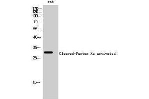 Western Blotting (WB) image for anti-Factor Xa Activated HC (cleaved), (Ile235) antibody (ABIN6286731) (Factor Xa Activated HC (cleaved), (Ile235) anticorps)