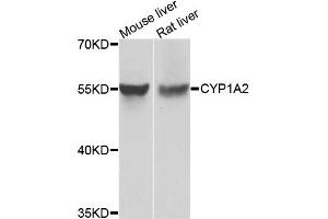 Western blot analysis of extracts of various cell lines, using CYP1A2 antibody. (CYP1A2 anticorps)