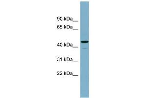 WB Suggested Anti-CANT1 Antibody Titration: 0. (CANT1 anticorps  (Middle Region))