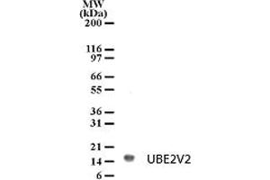 Image no. 1 for anti-Ubiquitin-Conjugating Enzyme E2 Variant 2 (UBE2V2) (AA 12-28) antibody (ABIN208904) (UBE2V2 anticorps  (AA 12-28))