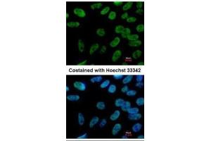 ICC/IF Image Immunofluorescence analysis of paraformaldehyde-fixed Human ESC, using NANOG, antibody at 1:400 dilution.