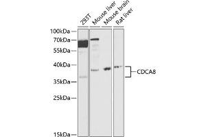 Western blot analysis of extracts of various cell lines, using CDC antibody (ABIN6127612, ABIN6138273, ABIN6138274 and ABIN6216282) at 1:1000 dilution. (CDCA8 anticorps  (AA 1-280))