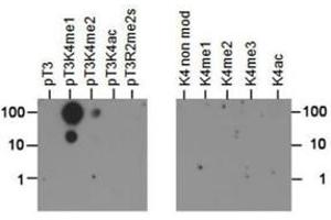 Dot Blot of Rabbit Histone H3 [p Thr3, Monomethyl Lys4] Antibody. (Histone 3 anticorps  (H3K4me, pThr3))