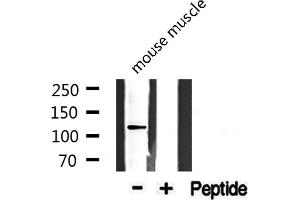 Western blot analysis of extracts from mouse muscle, using Collagen I α2 antibody.