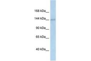 Image no. 1 for anti-DEAH (Asp-Glu-Ala-His) Box Polypeptide 38 (DHX38) (AA 240-289) antibody (ABIN6747319)