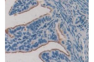Detection of ERa in Mouse Oviduct Tissue using Polyclonal Antibody to Estrogen Receptor Alpha (ERa) (Estrogen Receptor alpha anticorps  (AA 233-483))