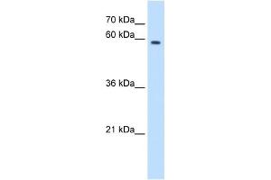 MPND antibody (20R-1268) used at 0.