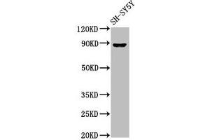 Western Blot Positive WB detected in: SH-SY5Y whole cell lysate All lanes: NPAS4 antibody at 7 μg/mL Secondary Goat polyclonal to rabbit IgG at 1/50000 dilution Predicted band size: 88, 26 kDa Observed band size: 88 kDa (NPAS4 anticorps  (AA 445-585))
