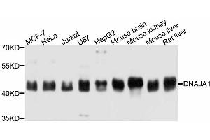 Western blot analysis of extracts of various cell lines, using DNAJA1 antibody (ABIN5997594) at 1:3000 dilution. (DNAJA1 anticorps)