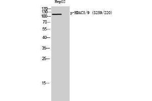 Western Blotting (WB) image for anti-HDAC5/9 (pSer220), (pSer259) antibody (ABIN3182198) (HDAC5/9 (pSer220), (pSer259) anticorps)
