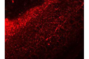 Immunofluorescence (IF) image for anti-Interleukin 17A (IL17A) antibody (ABIN1873195) (Interleukin 17a anticorps)