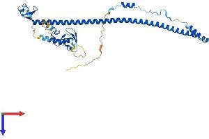 AlphaFold protein structure predicition of Human Recombinant TRIM54 Protein, UniprotID Q9BYV2