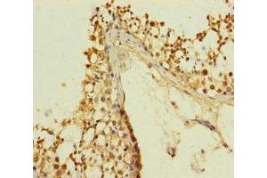 Immunohistochemistry of paraffin-embedded human testis tissue using ABIN7147376 at dilution of 1:100 (PLK1S1 anticorps  (AA 1-240))