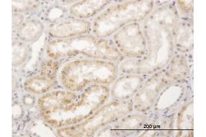 Immunoperoxidase of purified MaxPab antibody to LGMN on formalin-fixed paraffin-embedded human kidney.