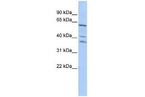 HRB antibody used at 1 ug/ml to detect target protein. (AGFG1 anticorps  (Middle Region))