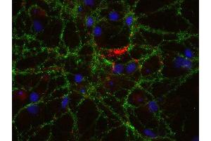 Indirect immunostaining of PFA fixed rat hippocampus neurons with anti-pantophysin (dilution 1 : 500; red) and mouse anti-synapsin 1 (cat. (SYPL1 anticorps)