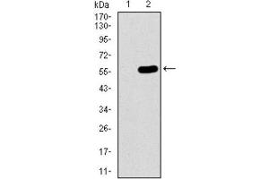 Western Blotting (WB) image for anti-Chromosome 17 Open Reading Frame 53 (C17ORF53) (AA 282-527) antibody (ABIN1842990) (C17orf53 anticorps  (AA 282-527))