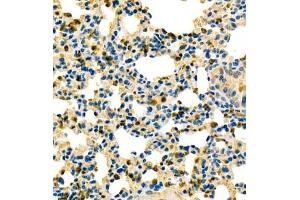 Immunohistochemistry analysis of paraffin embedded mouse lung using contactin-1 (ABIN7073572) at dilution of 1: 600
