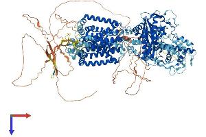 AlphaFold protein structure predicition of Mouse Recombinant Ptch1 Protein, UniprotID Q61115