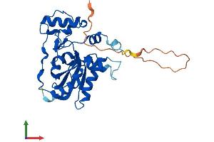 AlphaFold protein structure predicition of Mouse Recombinant Mmachc Protein, UniprotID Q9CZD0