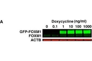 Generation of inducible GFP-FOXM1 expressing HEK293 cell lines. (FOXM1 anticorps  (C-Term))