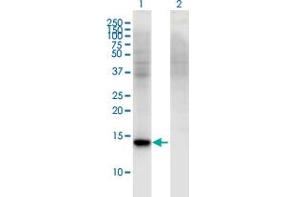 RBP7 抗体  (AA 35-134)