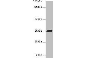 Western blot All lanes: CPXCR1 antibody at 5 μg/mL + Mouse brain tissue Secondary Goat polyclonal to rabbit IgG at 1/10000 dilution Predicted band size: 35 kDa Observed band size: 35 kDa (CPXCR1 anticorps  (AA 1-301))