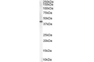 Western Blotting (WB) image for anti-Hydroxy-delta-5-Steroid Dehydrogenase, 3 beta- and Steroid delta-Isomerase 1 (HSD3B1) (C-Term) antibody (ABIN2465829) (HSD3B1 anticorps  (C-Term))