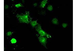 Image no. 6 for anti-Protein Phosphatase 5, Catalytic Subunit (PPP5C) antibody (ABIN1500390)