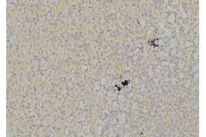 ABIN6278463 at 1/100 staining Mouse liver tissue by IHC-P.