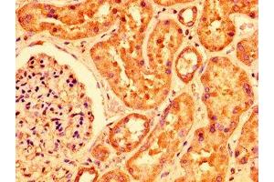 IHC image of ABIN7163704 diluted at 1:200 and staining in paraffin-embedded human kidney tissue performed on a Leica BondTM system.