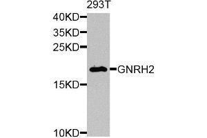 Western blot analysis of extracts of 293T cells, using GNRH2 antibody. (GnRH2 anticorps  (AA 24-120))