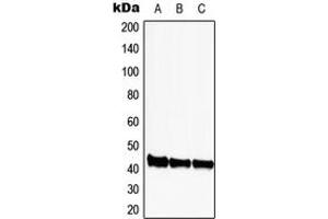 Western blot analysis of CDK9 expression in HEK293T (A), SP2/0 (B), PC12 (C) whole cell lysates. (CDK9 anticorps  (Center))