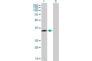 Western Blot analysis of AMMECR1 expression in transfected 293T cell line by AMMECR1 MaxPab polyclonal antibody.