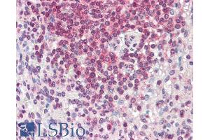 ABIN987270 (5µg/ml) staining of paraffin embedded Human Spleen. (HMHA1 anticorps  (AA 57-71))