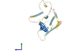 AlphaFold protein structure predicition of Mouse Recombinant Nexn Protein, UniprotID Q7TPW1