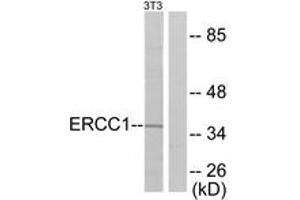 Western blot analysis of extracts from NIH-3T3 cells, using ERCC1 Antibody. (ERCC1 anticorps  (AA 141-190))