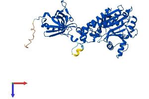 AlphaFold protein structure predicition of Human Recombinant DARS1 Protein, UniprotID P14868