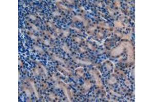 IHC-P analysis of Mouse Kidney Tissue, with DAB staining. (Laminin alpha 1 anticorps  (AA 2640-2773))