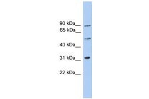 CEP57L1 antibody  (AA 141-190)